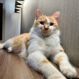 4月7日君津店に参加する猫レンジャーの保護猫03