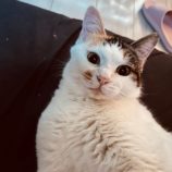 4月7日君津店に参加する猫レンジャーの保護猫04