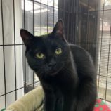 4月7日君津店に参加する猫レンジャーの保護猫05