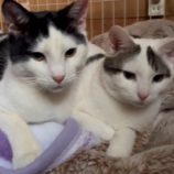 4月7日君津店に参加する猫レンジャーの保護猫06