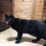 4月7日君津店に参加する猫レンジャーの保護猫07