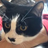 4月7日君津店に参加する猫レンジャーの保護猫08