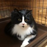 4月7日君津店に参加する猫レンジャーの保護猫09