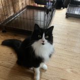 4月7日君津店に参加する猫レンジャーの保護猫10