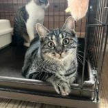 4月7日君津店に参加する猫レンジャーの保護猫11