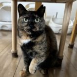 4月7日君津店に参加する猫レンジャーの保護猫12