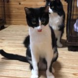 4月7日君津店に参加する猫レンジャーの保護猫13