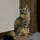 4月7日君津店に参加する猫レンジャーの保護猫14