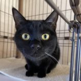 4月7日君津店に参加する猫レンジャーの保護猫15