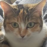 4月7日君津店に参加する猫レンジャーの保護猫16