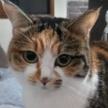 4月7日君津店に参加する猫レンジャーの保護猫17