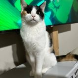 4月7日君津店に参加する猫レンジャーの保護猫18