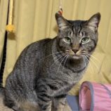 4月7日君津店に参加する猫レンジャーの保護猫19