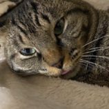 4月7日君津店に参加する猫レンジャーの保護猫20