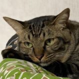 4月7日君津店に参加する猫レンジャーの保護猫21