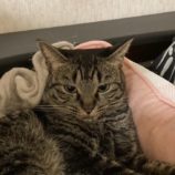 4月7日君津店に参加する猫レンジャーの保護猫22