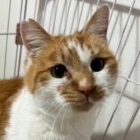 4月27日君津店に参加する富津ねこネットの保護猫01