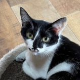 4月27日君津店に参加する富津ねこネットの保護猫02