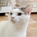 4月27日君津店に参加する富津ねこネットの保護猫03