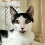 4月27日君津店に参加する富津ねこネットの保護猫04