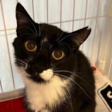 4月27日君津店に参加する富津ねこネットの保護猫06