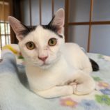 4月27日君津店に参加する富津ねこネットの保護猫07