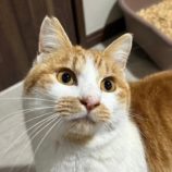 4月27日君津店に参加する富津ねこネットの保護猫08