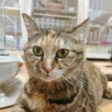 4月27日君津店に参加する富津ねこネットの保護猫09