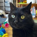 4月27日君津店に参加する富津ねこネットの保護猫10