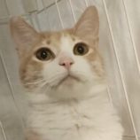 4月27日君津店に参加する富津ねこネットの保護猫11