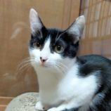 4月27日君津店に参加する富津ねこネットの保護猫12