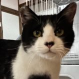 4月27日君津店に参加する富津ねこネットの保護猫13