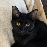 4月27日君津店に参加する富津ねこネットの保護猫14