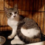 4月21日古河店に参加するにゃんこの大冒険の保護猫01