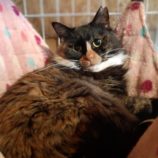 4月21日古河店に参加するにゃんこの大冒険の保護猫02