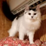 4月21日古河店に参加するにゃんこの大冒険の保護猫06