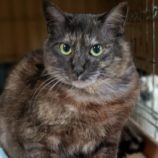 4月21日古河店に参加するにゃんこの大冒険の保護猫10