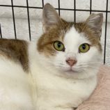 4月14日新田店に参加する猫のへやの保護猫02