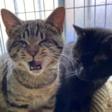 4月14日新田店に参加する猫のへやの保護猫03