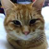 4月14日新田店に参加する猫のへやの保護猫05