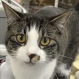 4月14日新田店に参加する猫のへやの保護猫06