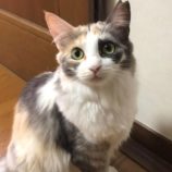 4月21日新田店に参加する猫びよりの保護猫01