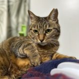 4月7日幸手店に参加するまたたび家の保護猫01