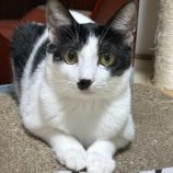 4月7日幸手店に参加するまたたび家の保護猫02