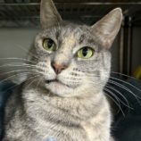 4月7日幸手店に参加するまたたび家の保護猫03