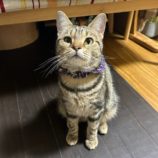 4月7日幸手店に参加するまたたび家の保護猫04