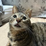 4月7日幸手店に参加するまたたび家の保護猫05