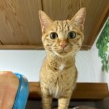 4月7日幸手店に参加するまたたび家の保護猫06