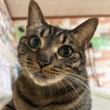 4月7日幸手店に参加するまたたび家の保護猫07