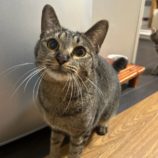 4月7日幸手店に参加するまたたび家の保護猫08